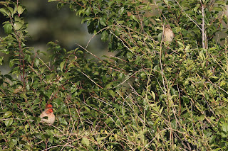 Rosefinches