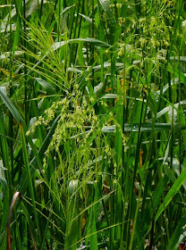 Photo of green wild rice growing in a field