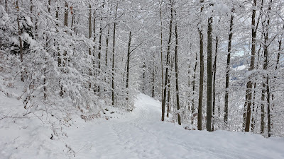 Frisch verschneiter Waldweg