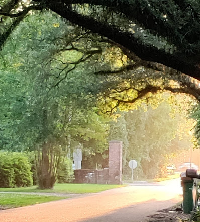 morning sun under the oaks