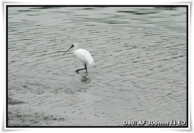 黑臉琵鷺 Black-face Spoonbill@南生圍 (Nam Sang Wai)