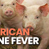 Fresh African Swine Fever (ASF) cases reported in Mizoram