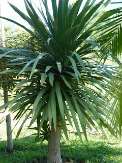 Cordyline indivisa 