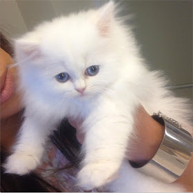 foto Mercy, kucing milik Kim Kardashian