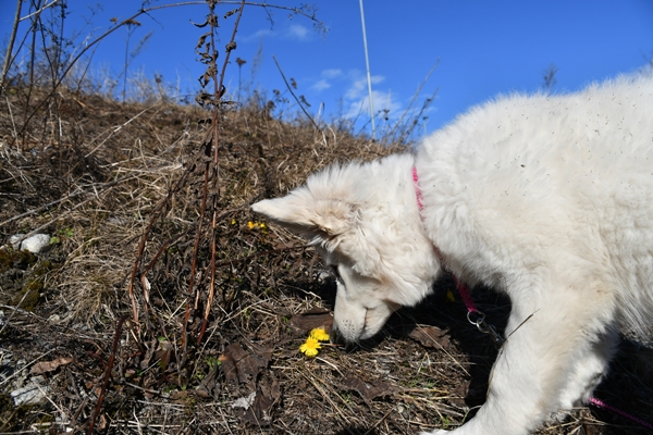 hestehov hvit gjeterhund