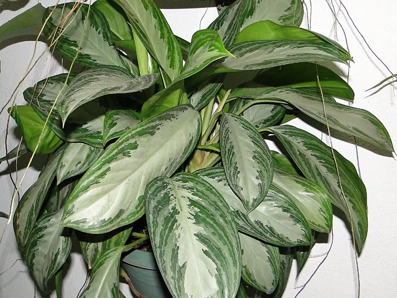 Home And Garden Aglaonema crispum  silver Queen 