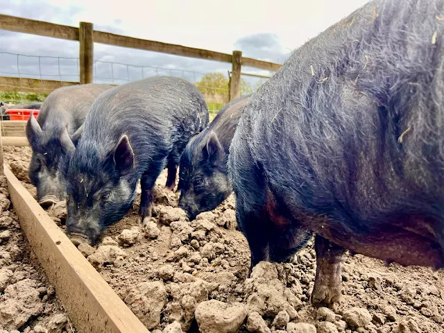 Rescued pigs snuffling in mud for food