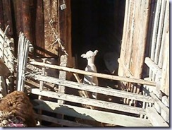lamb02