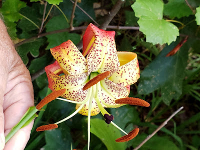 Лилия Мишо (Lilium michauxii)