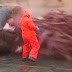 Dead Sperm Whale EXPLODES