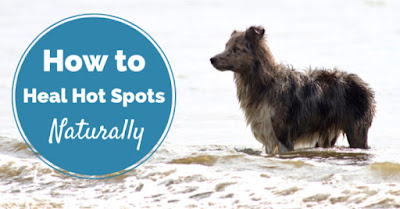 Hot Spots in dogs