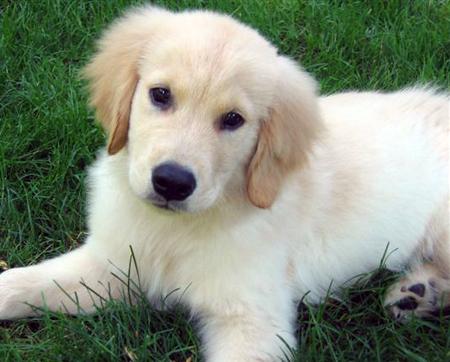 Obie Golden Retriever