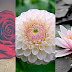 Wallpapers Flowers for iPhone p16