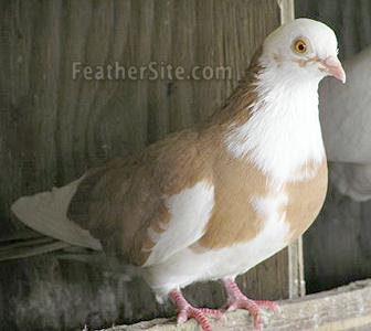 Galetini Roller Pigeon