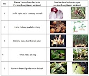 Inspirasi 34+ Sebutkan Cara Perkembangbiakan Vegetatif Alami