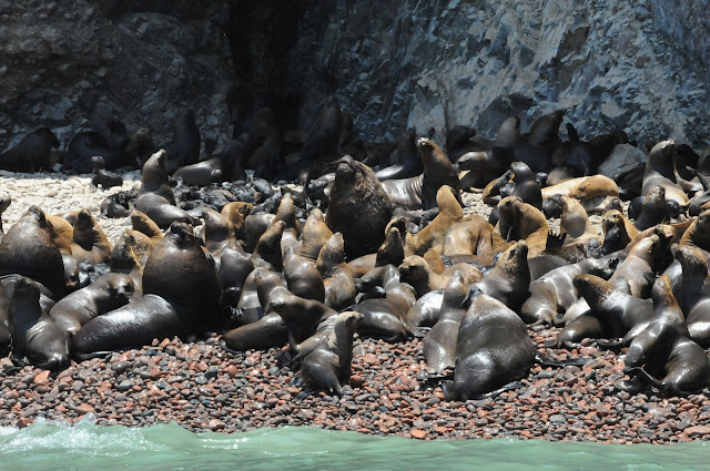 Ballestas Islands Peru