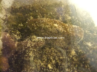 colembolos springtail