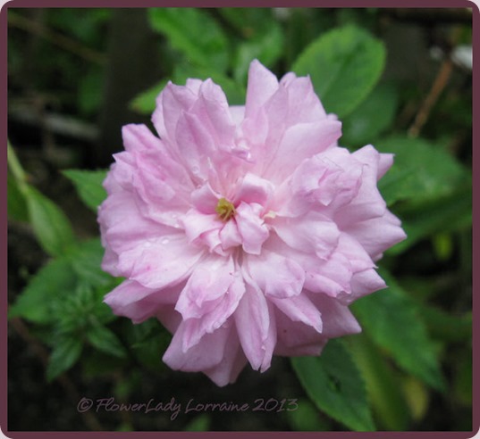 08-26-pink-pet