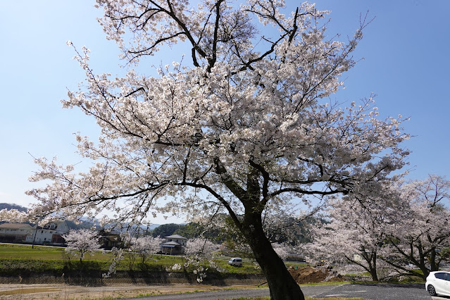 一方舎　ソメイヨシノ桜