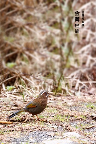 z1_MG_9342c