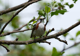 Chestnut-sided Warbler - Shumsky Road, Michigan, USA