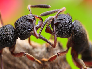 perbedaan-semut-jantan-betina.jpg