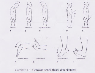 Gerakan sendi fleksi dan ekstensi