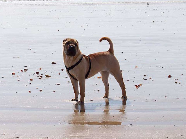 shar pei, shar, sharpei dog, most loyal dogs, chinese shar pei, shar pei breeders, bear coat shar pei, shar pei puppy, shar pei temperament