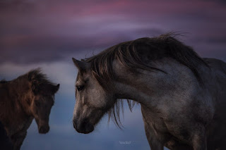 caballos-apasionantes-en-las-fotografias