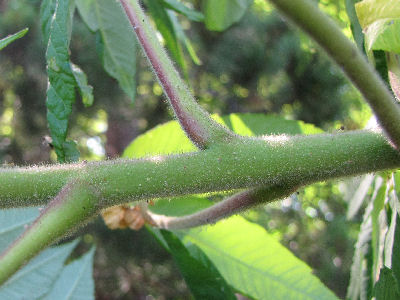 smooth sumac trees