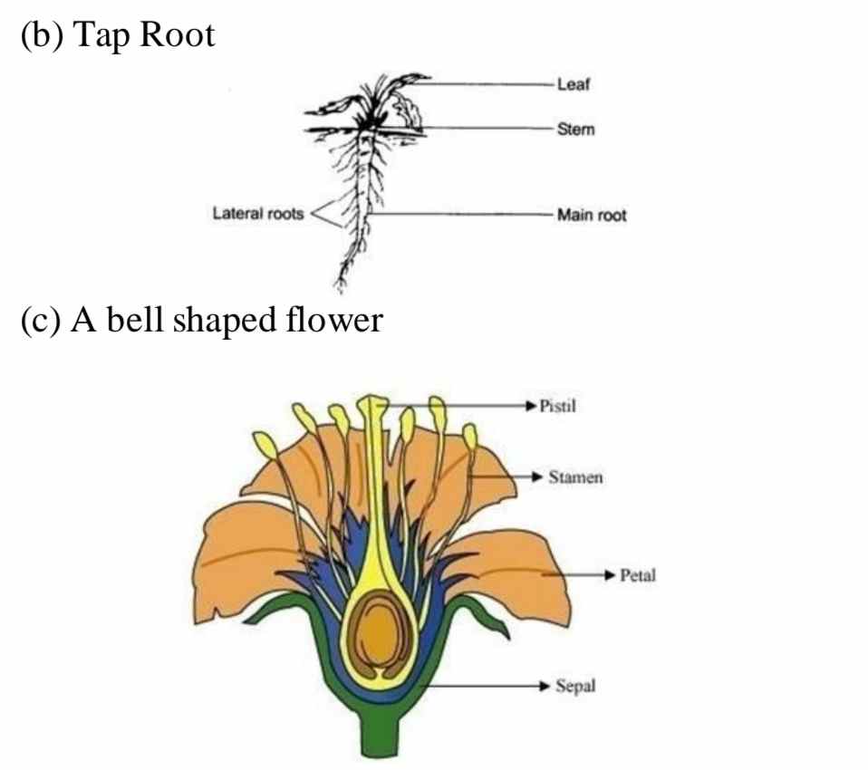 getting to know plants class 6 notes questions and answers in English | Class 6 Science Chapter 7 Getting to Know plants keywords | Class 6 science chapter 7 getting to know plants notes questions | Class 6 science chapter 7 getting to know plants notes solutions | Class 6 Science Chapter 7 Notes PDF | Class 6 Science Chapter 7 Getting to Know Plants PDF | Class 6 Science Getting to Know Plants Notes PDF Download | class 6 science chapter 7 getting to know plants notes | Class 6 Science Chapter 7 Getting to Know plants keywords | Class 6 science chapter 7 getting to know plants notes questions | Class 6 science chapter 7 getting to know plants notes solutions | Class 6 Science Chapter 7 Notes PDF | Class 6 Science Chapter 7 Getting to Know Plants PDF | Class 6 Science Getting to Know Plants Notes PDF Download | Science Class 6 Chapter 7 question answer | Class 6 Science Chapter 7 Getting to Know plants Notes | Chapter 7 science class 6 notes | Chapter 7 science class 6 pdf | Science Class 6 Chapter 7 question answer | NCERT Class 6 Science Chapter 7 PDF | Class 6 Science Chapter 7 Getting to Know plants Notes | Science class 6 chapter 7 question answer pdf | Science class 6 chapter 7 question answer mcq | Science class 6 chapter 7 question answer extra | chapter 7 science class 6 question answer for CBSE and U.P Board |