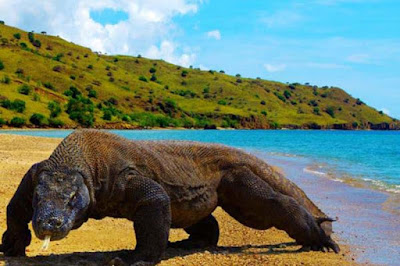   Sejarah Pulau Komodo        Komodo adalah reptil darat terbesar di dunia. Hewan ini termasuk hewan yang terancam punah karena hewan ini merupakan hewan endemik. Endemik berarti, hewan ini hanya hidup di wilayah tertentu. Komodo hanya hidup di sebuah pulau yang bernama Pulau Komodo, Indonesia. Komodo termasuk jenis hewan karnivora, hewan ini memiliki bentuk lidah yang agak memanjang dan bercabang dua pada ujungnya mirip lidah ular. Penelitian menunjukkan bahwa ujung lidah yang bercabang ini berfungsi untuk “mengecap” makanannya. Hewan ini biasanya membuat sarang di bawah tanah.  Komodo merupakan hewan yang sangat unik karena ia memiliki dua cara untuk bereproduksi. Pertama, dengan cara fertilisasi (pembuahan) diantara komodo jantan dan komodo betina. Cara ini merupakan cara reproduksi seksual. Cara kedua adalah dengan melalui “Parthenogenesis”. Cara ini membuat seekor komodo betina menjadi hamil tanpa melalui proses pembuahan. Akan tetapi, “parthenogenesis” mengakibatkan semua telur yang dilahirkan melalui “parthenogenesis” akan menjadi komodo yang selalu berjenis kelamin jantan. “Parthenogenesis” diperkirakan berfungsi untuk mencegah kepunahan komodo.  Pada tahun 1910, Letnan Steyn Van Hens Broek pergi ke Pulau Komodo untuk membuktikan laporan pasukannya yang mengatakan bahwa terdapat binatang semacam naga di pulau ini. Broek bersama pasukannya yang sudah terlatih kemudian memutuskan 