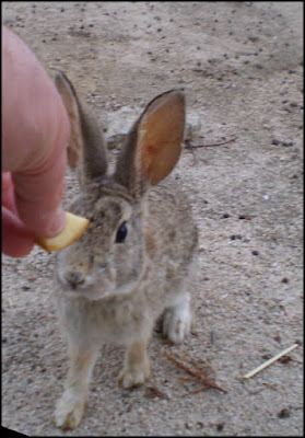 desert cottontail rabbit,bunny,wild,hand-feeding