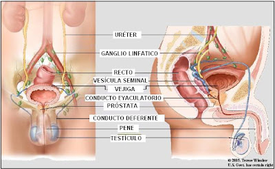 Imagenes aparato reproductor masculino - Imagenes Del Aparato Reproductor Masculino Y Femenino