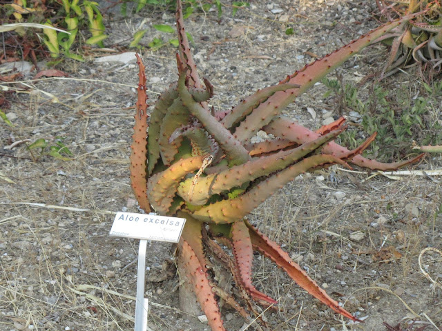 Aloe excelsa