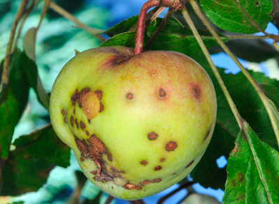 Парша плодов яблони
