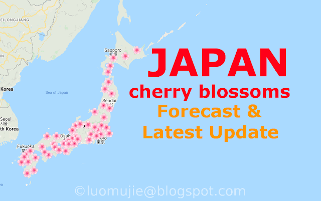 Japan cherry blossoms