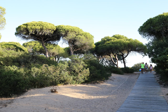 Camino de tablas de madera que atraviesa un parque costero de pinos.