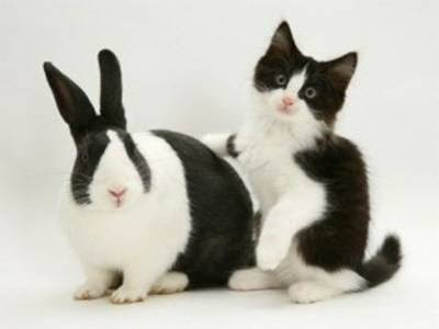 look alike bunny and cat