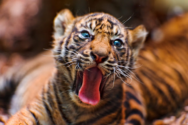 Yawning tiger cub II by Tambako the Jaguar from flickr (CC-ND)