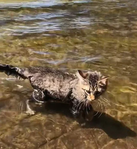 This Maine Coon who is called Winston loves water but are all Maine Coons the same