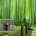 Bamboo Forest Monkey Escape