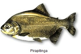 pira