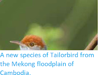 http://sciencythoughts.blogspot.co.uk/2013/10/a-new-species-of-tailorbird-from-mekong.html