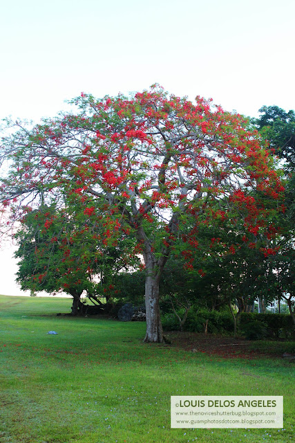 another fire tree, hmmm it seems there are lots of fire tree in Lower Tumon