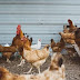  Μπαίνει πλαφόν στις κότες που βρίσκονται στις αυλές των χωριών - Από την Κρήτη ξεκινά η απαγόρευση οικόσιτων ζώων