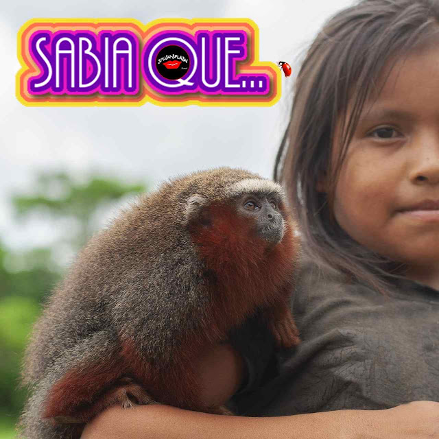 Criança indigena com um género de macaco ao ombro representando o povo de Tupã no Brasil.