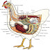 veterinary online-Definition of anatomy