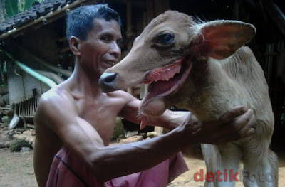 Hanya ada di Madura Anak Sapi Bermulut Serigala