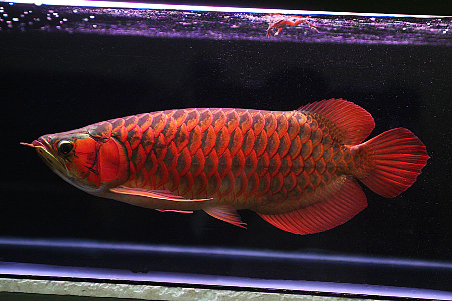 Jenis Ikan Hias Air Tawar Cocok Dipelihara di Aquarium 